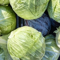 cabbages