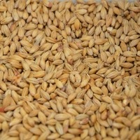 wheat berries
