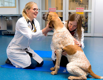 current dvm students