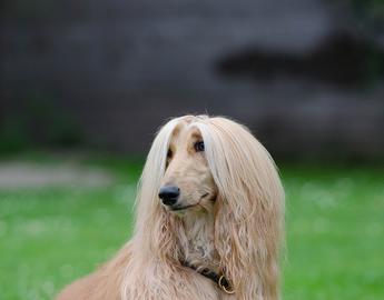 Afghan Hound