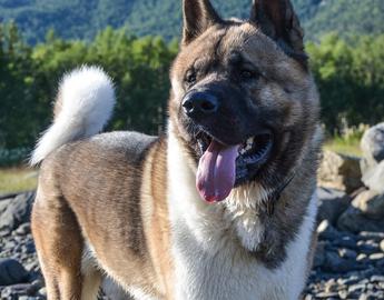 Akita