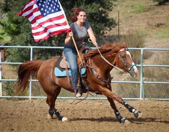 American Quarter Horse