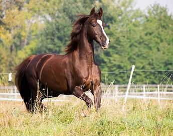 American Saddlebred