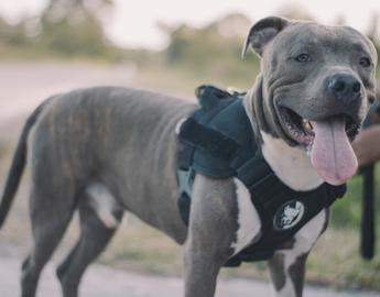  American Staffordshire Terrier