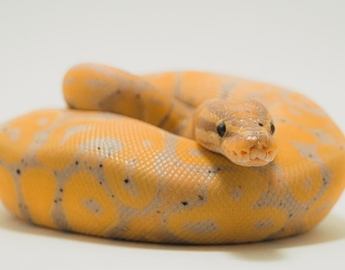 Ball Python