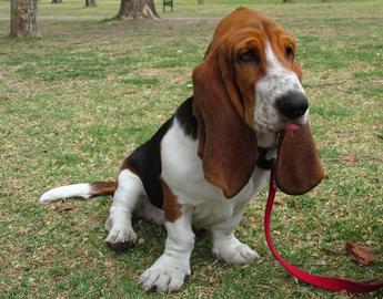 Basset Hound