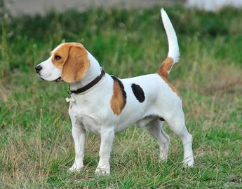 Beagle
