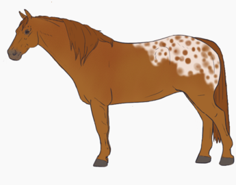 Blanket Appaloosa