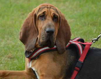 Bloodhound