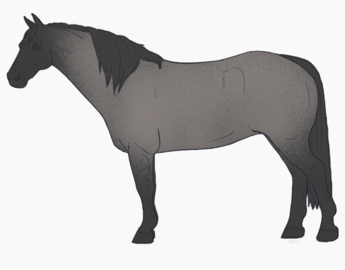 Blue Roan