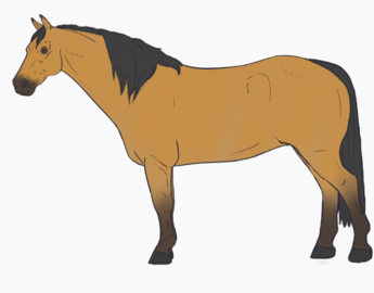 Buckskin