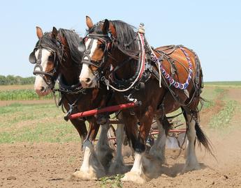 Clydesdale