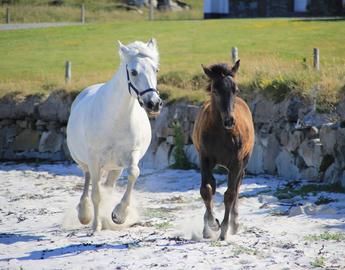 Connemara Pony