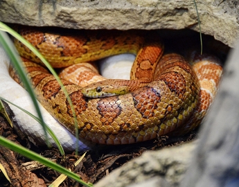 Corn Snake