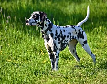 Dalmation