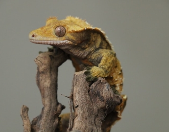 Eyelash Crested Gecko