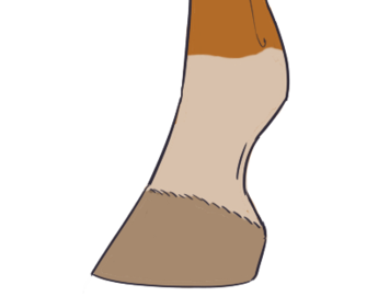 Fetlock