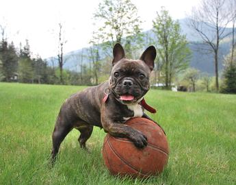 French Bulldog