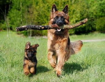 German Shepherd
