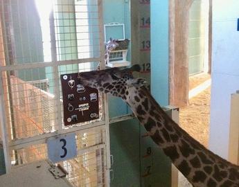 Giraffe Door Knocker