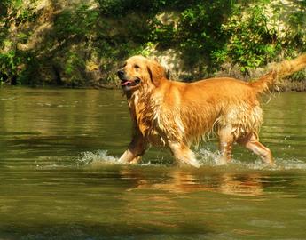 Golden Retrievers