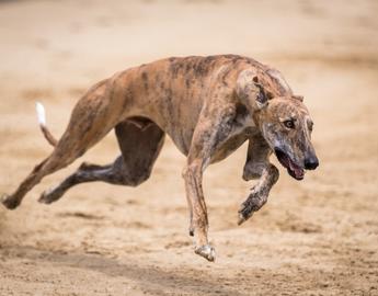 Grey Hound