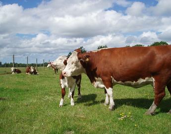 Hereford
