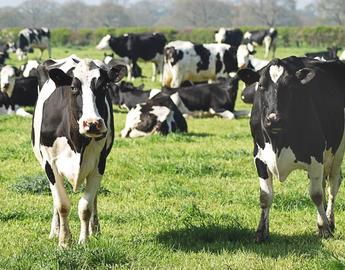 Holstein
