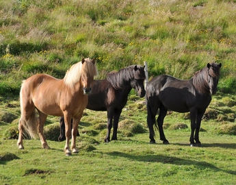 Icelandic Horse