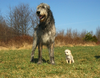 Irish Wolfhound