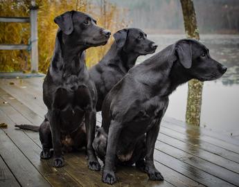 Labrador Retriever 