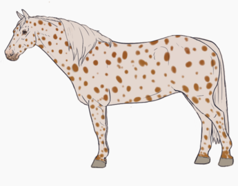 Leopard Appaloosa