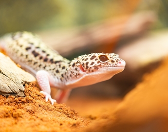 Leopard Gecko