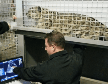 Snow Leopard Ultrasound