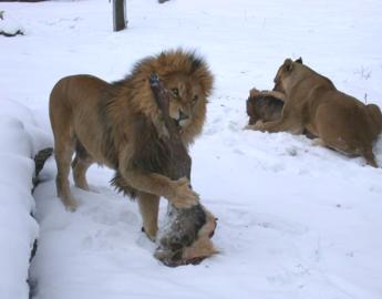 Lion Eating