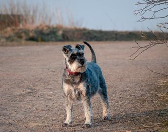 Miniature Schnauzer