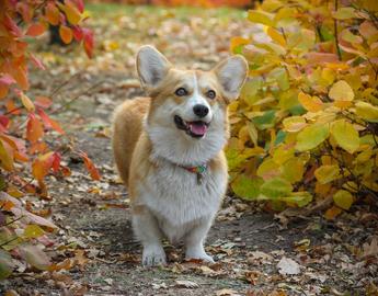 Pembroke Welsh Corgis