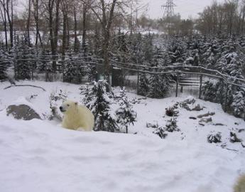 Polar Bears & Snow