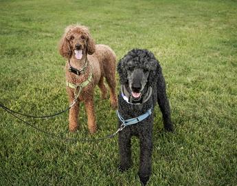 Poodle