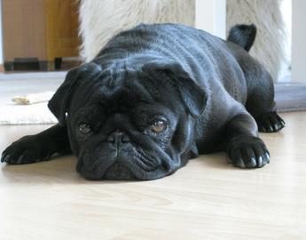 Pug