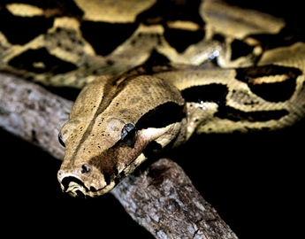 Red Tail Boa