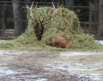 Elk with a Hay Bale