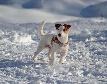 Russel Terrier