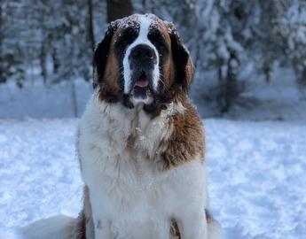 Saint Bernard