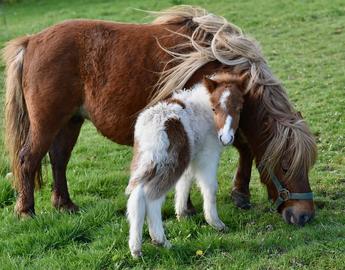 Shetland Pony