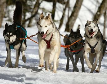 Siberian Husky