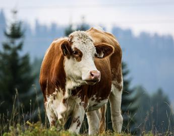 Simmental