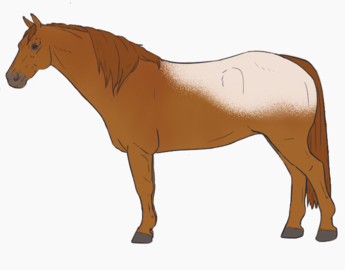 Snowflake Appaloosa