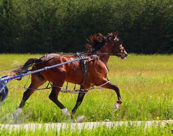 Standardbred