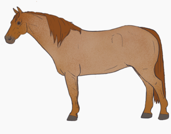 Strawberry Roan